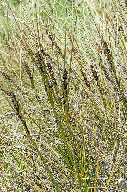 平ao, Ficinia spiralis，也被称为金沙莎草，是新西兰特有的海岸莎草(包括查塔姆群岛)。它最初广泛分布，但由于引入马兰草和动物放牧的竞争而遭受了严重的损害